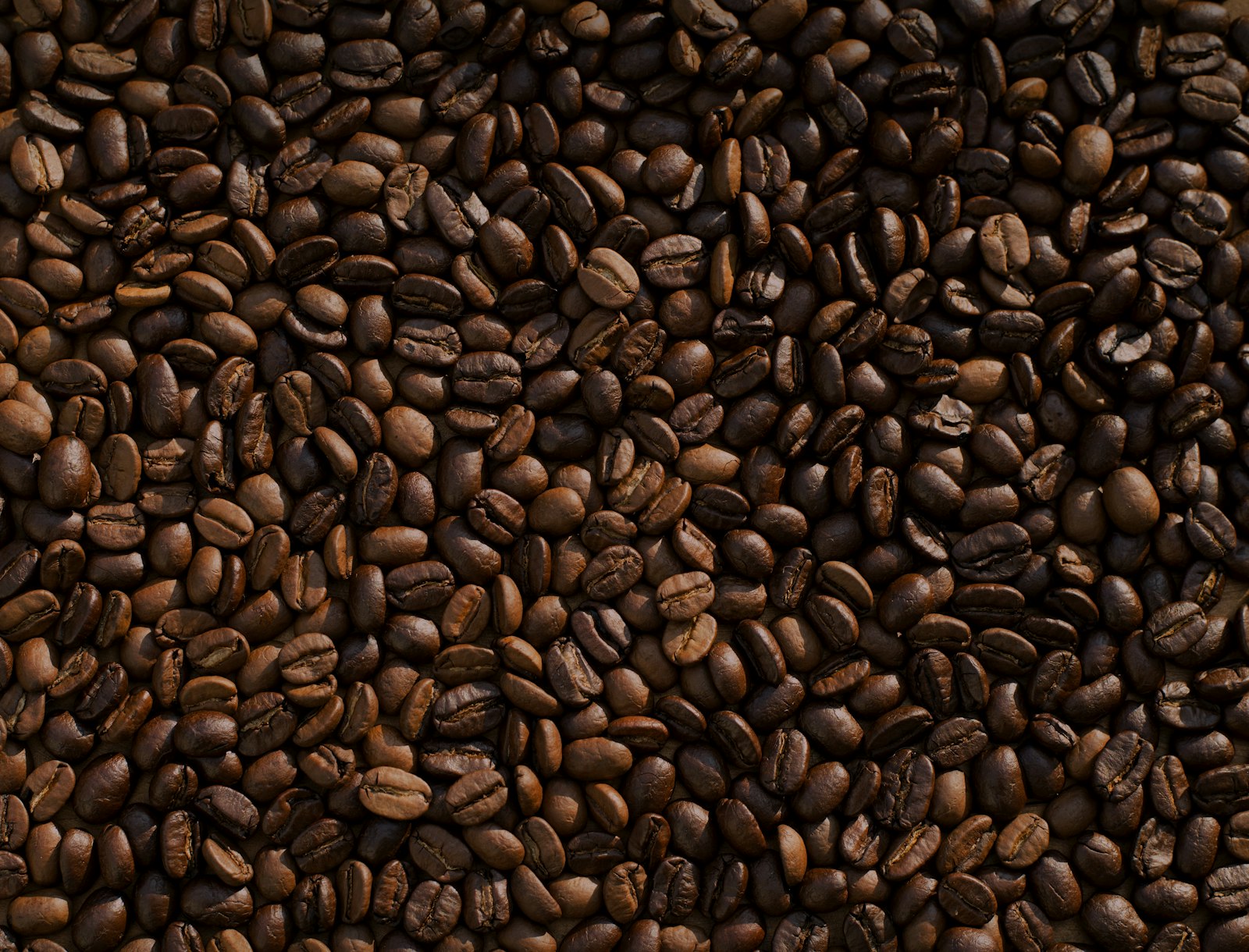 A close-up of freshly roasted coffee beans